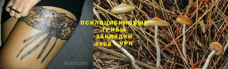 Галлюциногенные грибы MAGIC MUSHROOMS  купить закладку  Ленинск 